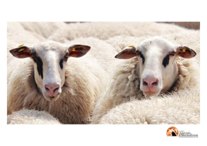 Torna la Fiera della Pastorizia di Piano Roseto