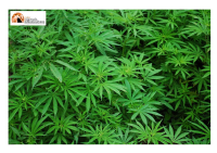 Carsoli. Trovata coltivazione di marijuana in una impervia località boschiva