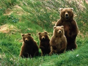 Orsi del parco nazionale d'Abruzzo
