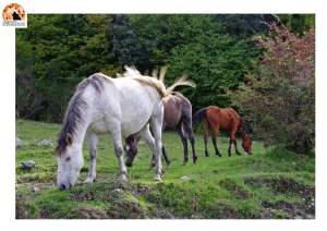 99° del Parco Nazionale d'Abruzzo. Marsilio: "Obiettivo raggiunto"