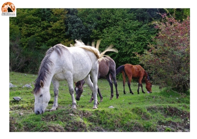 99° del Parco Nazionale d'Abruzzo. Marsilio: "Obiettivo raggiunto"