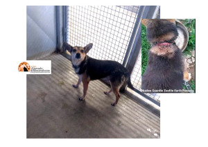 Pescara. Derek, piccolo cane, cerca casa dopo tante sofferenze.