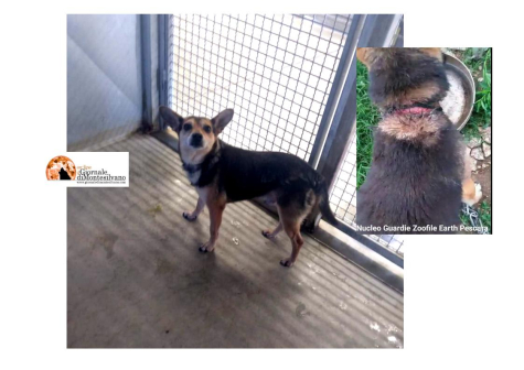 Pescara. Derek, piccolo cane, cerca casa dopo tante sofferenze.