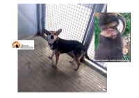 Pescara. Derek, piccolo cane, cerca casa dopo tante sofferenze.