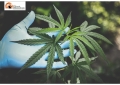 Marijuana. Piantagione di oltre 1 metro e mezzo nella boscaglia dell'entroterra pescarese.