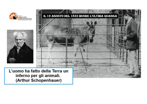12 agosto: Santo, mito, animali, eventi e storia.