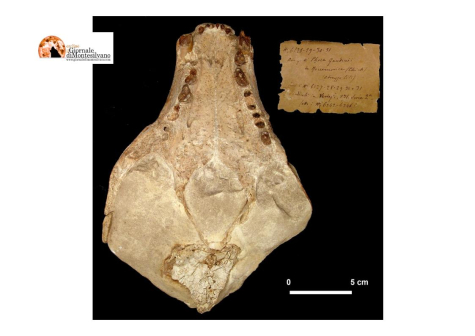 San Valentino: una foca di 23 milioni di anni fa al Museo dei fossili e delle ambre