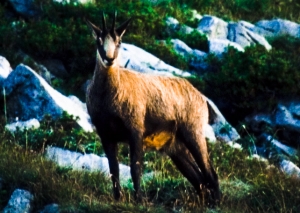 camoscio