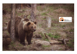 Orsa Amarena chiuse indagini, associazione animalista Oipa si costituisce parte civile nel processo.
