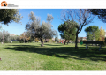 Giulianova, nuove piantumazioni con l’associazione “Un albero in più”