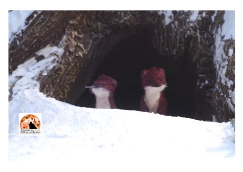 43esimo Sulmona International Film Festival: il programma della prima giornata