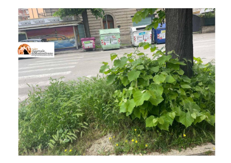 Pescara. Emergenza forasacchi, pericolo per cani.