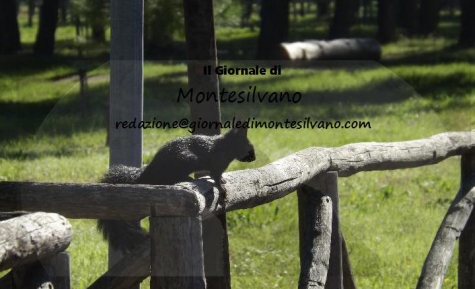 scoiattolo in pineta