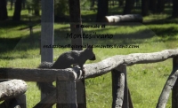 scoiattolo in pineta