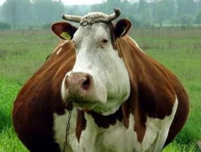 SULMONA: ABBANDONO’ MUCCA GRAVIDA IN FIN DI VITA, ACCUSANDO I LUPI A FINI DI RISARCIMENTO.