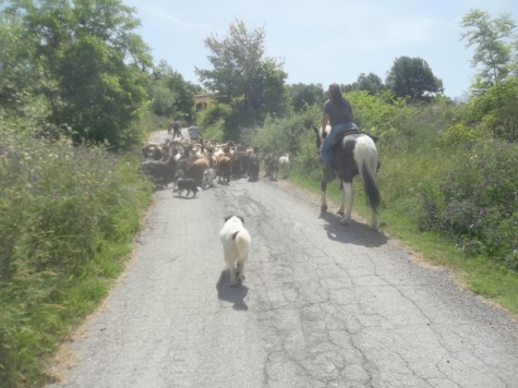 Valle Giumentina. Alina la pastora torna a pascolare gregge di pecore e capre