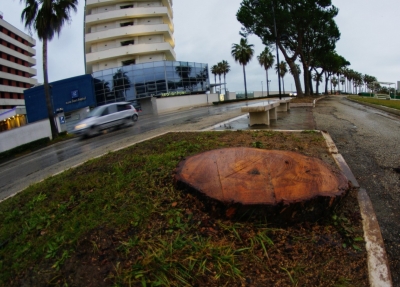 Montesilvano/verde. Abbattuto Pinus Pinea "senza valutazione tecnica del suo stato".