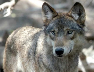 Abruzzo. Torricella Sicura, Lupo ucciso dai bracconieri! Si chiamava Claudio