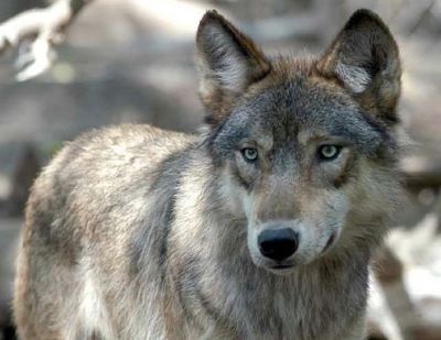 Abruzzo. Torricella Sicura, Lupo ucciso dai bracconieri! Si chiamava Claudio