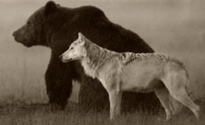 Parco della Majella. Continuano le operazioni anti bracconaggio col contributo dei volontari