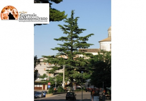 Pianella, l'Albero di Natale vivente più grande d'Abruzzo. Tradizione e ambiente