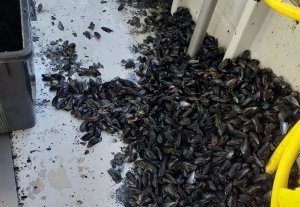 Costa dei Trabocchi. Moria di cozze, dramma per gli operatori