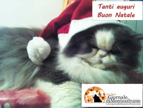 Gatto Rudy, web star