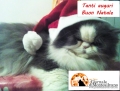 Gatto Rudy, web star