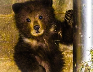 Abruzzo. Muore l'Orsetta Morena. La speranza che potesse vivere libera nel Parco.