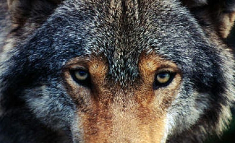 Lupo, smentito sia il “flagello” degli allevatori