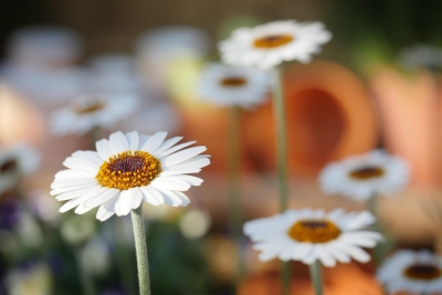 “Giulianova in Fiore”