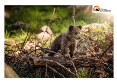 Amarena, i cuccioli di orso ritrovati su una pianta di melo.