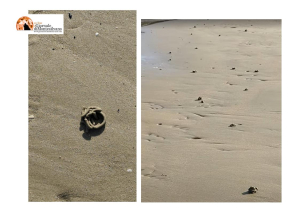 Montesilvano, sulla spiaggia appare l'arenicola riminese