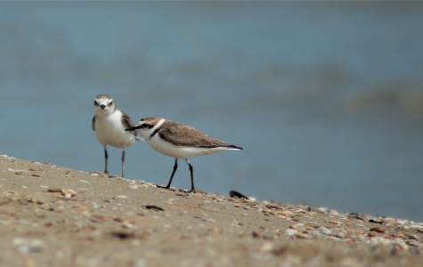 riserva del Borsacchio