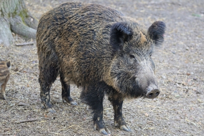 Intere colonie di cinghiali a Fossacesia, Sindaco: "danni per l'agricoltura"