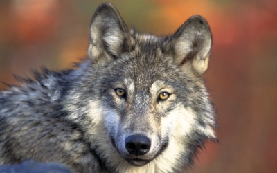 Parco Nazionale Abruzzo, “sfregio” tra le faggete: asfalto per Villavallelonga