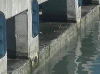 Collettore