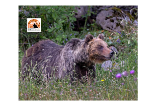 Amarena, il processo per l'omicidio dell'Orso simbolo del Parco Nazionale d'Abruzzo