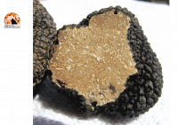L’Aquila sarà capitale del tartufo per tre giorni
