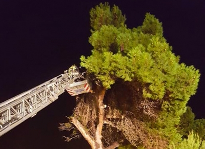 Pescara. Cade albero in via Scarfoglio, Di Pietro “ era stato richiesto l'abbattimento urgente “