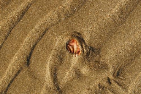 Sardegna. Conchiglie e sabbia, non più souvenir. Multe salate ai turisti