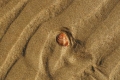 Sardegna.  Conchiglie e sabbia, non più souvenir. Multe salate ai turisti