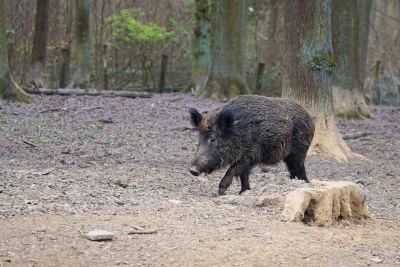 Fossacesia, emergenza cinghiali, Regione intervenga.