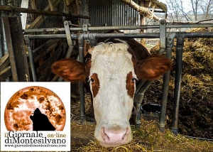 Abruzzo/allevamento: 400 euro a mucca di rimborso. Stress da terremoto