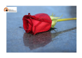 Donazioni in memoria del defunto: la solidarietà non si esaurisce con la morte