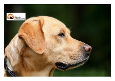 Pescara. E’ a rischio “Miss Mister Dog” prevista per questo fine settimana