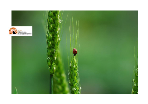 UE: l'obbligo per i 27 Paesi di ripristinare gli habitat naturali.