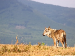 Castel del Monte, il lupo protagonista al Festival cinema naturalistico e ambientale