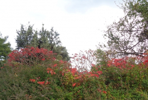 Itinerari d'Abruzzo: la montagna dei fiori
