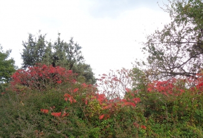 Itinerari d'Abruzzo: la montagna dei fiori